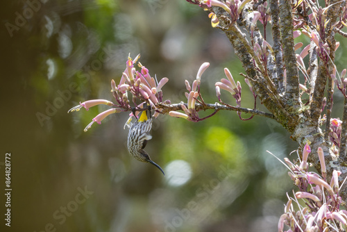 Nature wildlife image of Whitehead's Spiderhunter bird endemic of borneo bird. photo