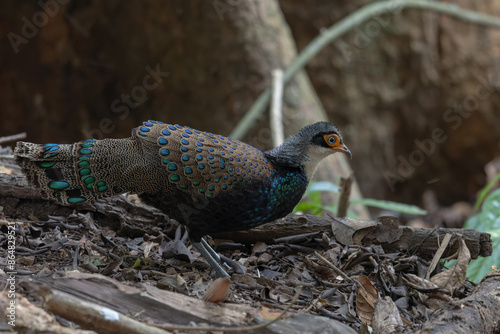 Bornean Peacock-Pheasant A Spectacle of Colors in the Heart of Borneo's Wilderness photo