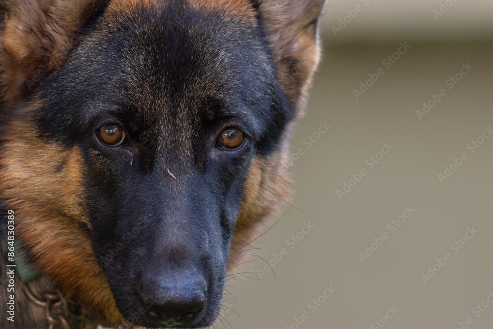 Adorable and cute playful German Shepherd Puppy lying on green grass garden Adorable and cute playful German Shepherd Puppy lying on green grass garden