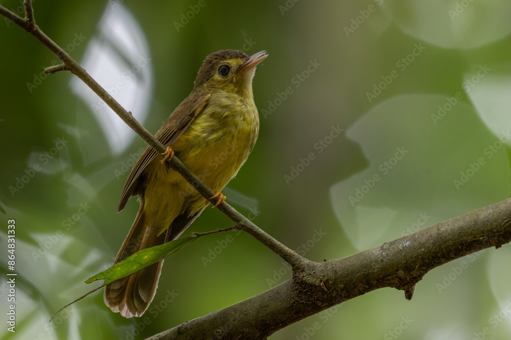 Nature wildlife bird of Hairy-backed Bulbul perched on tree. Nature wildlife bird of Hairy-backed Bulbul perched on tree.
