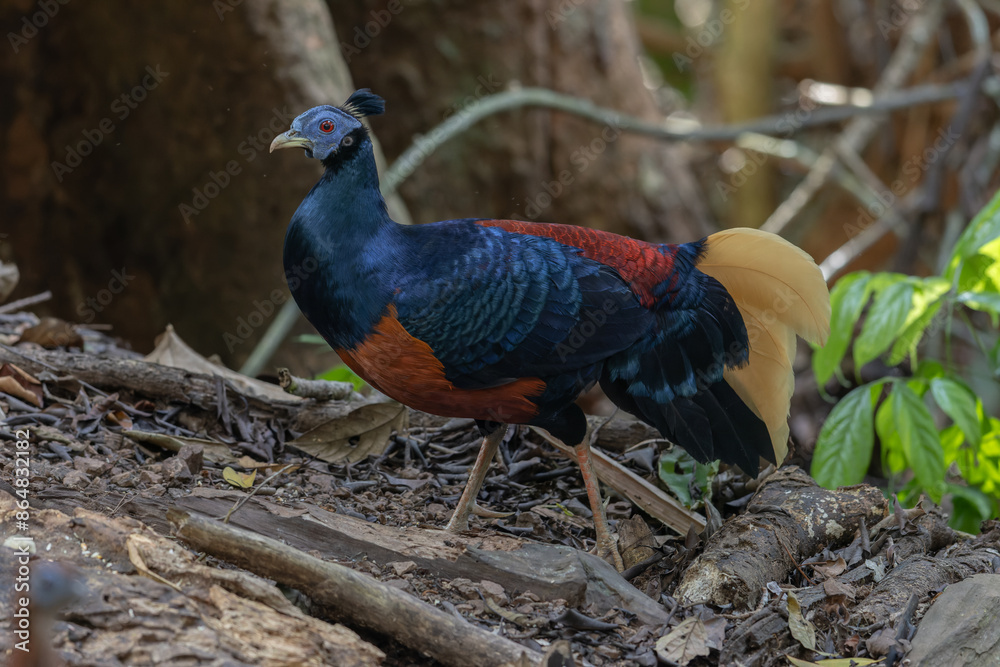 Fototapeta premium A magnificent Bornean Crested Fireback, scientifically known as Lophura ignita, stands proud in the dappled sunlight of the Bornean rainforest