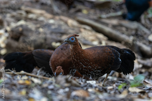 A magnificent Bornean Crested Fireback, scientifically known as Lophura ignita, stands proud in the dappled sunlight of the Bornean rainforest photo