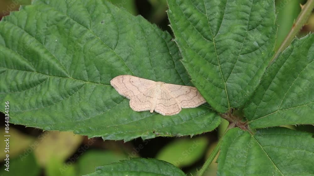 A Moth perched on a Bramble leaf. June. UK A Moth perched on a Bramble leaf. June. UK