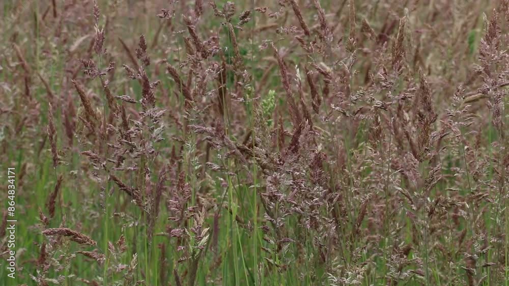 Closeup of grass seed heads. Highgate Common. Staffordshire. UK Closeup of grass seed heads. Highgate Common. Staffordshire. UK