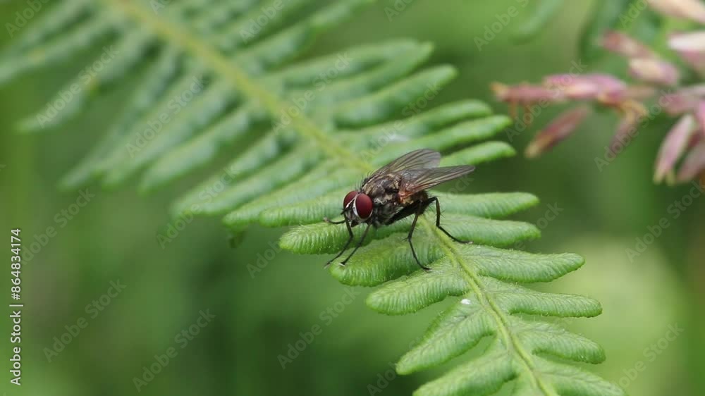 A Fly perched on a Bracken frond. June. UK A Fly perched on a Bracken frond. June. UK
