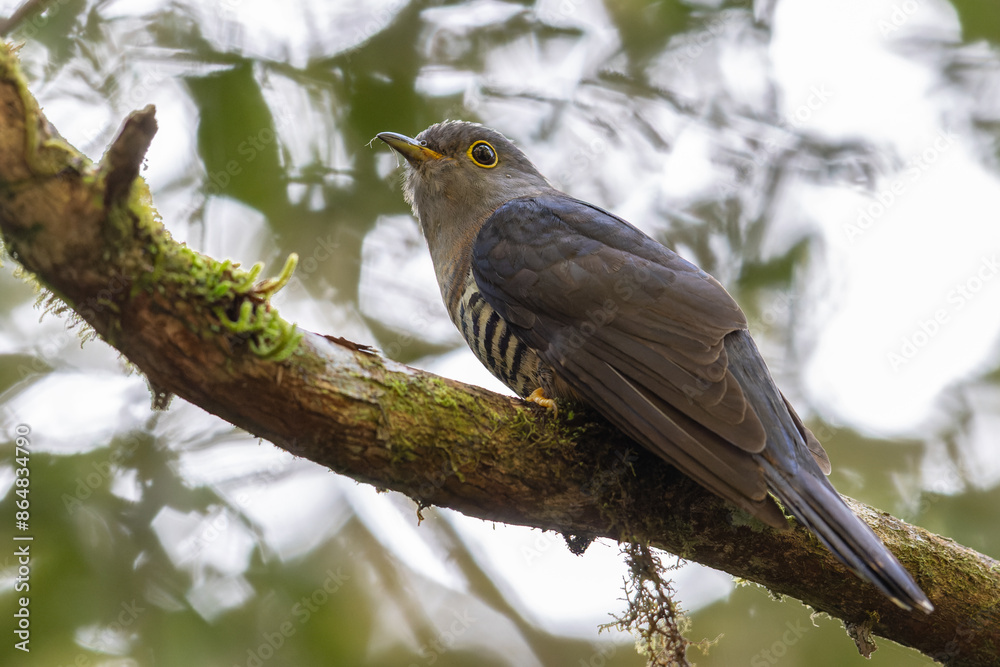 nature wildlife of sunda cuckoo bird serenading nature with its melodic call, creating a harmonious moment in the heart of the wilderness nature wildlife of sunda cuckoo bird serenading nature with its melodic call, creating a harmonious moment in the heart of the wilderness