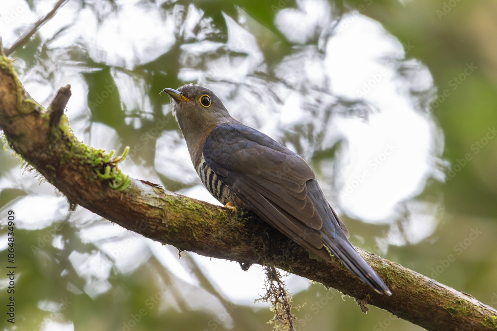 nature wildlife of sunda cuckoo bird serenading nature with its melodic call, creating a harmonious moment in the heart of the wilderness nature wildlife of sunda cuckoo bird serenading nature with its melodic call, creating a harmonious moment in the heart of the wilderness