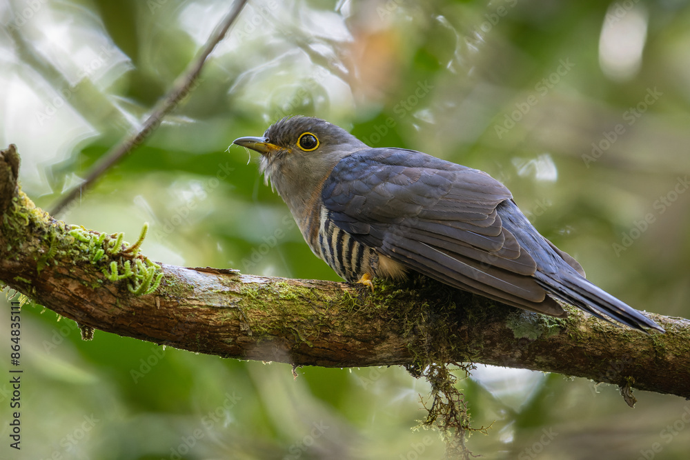 nature wildlife of sunda cuckoo bird serenading nature with its melodic call, creating a harmonious moment in the heart of the wilderness nature wildlife of sunda cuckoo bird serenading nature with its melodic call, creating a harmonious moment in the heart of the wilderness