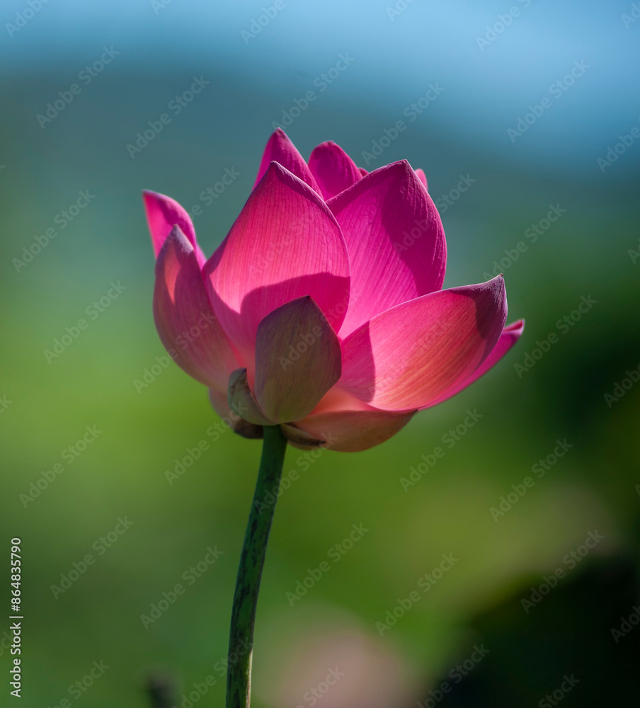 A pink lotus in the wamp