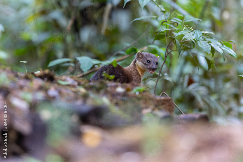 Nature wildlife image of Yellow throated martin at deep rainforest jungle Nature wildlife image of Yellow throated martin at deep rainforest jungle
