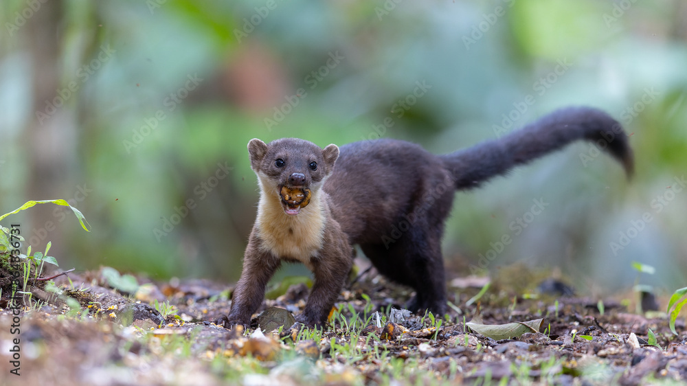 Nature wildlife image of Yellow throated martin at deep rainforest jungle Nature wildlife image of Yellow throated martin at deep rainforest jungle