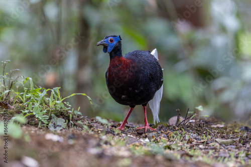 Majestic Bulwer's Pheasant in the Wild. An exquisite image capturing the beauty of a Bulwer's Pheasant in its natural habitat. is a true symbol of the wonders of the avian world. photo