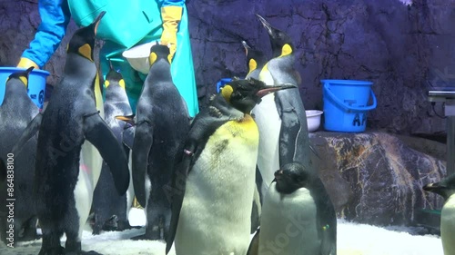 The Gentoo penguins being fed fish by the aquarium keeper. The flock of the King penguins waiting for food. 4K