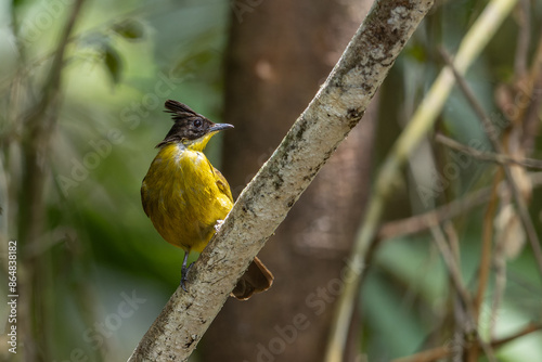 Nature Wildlife bird species of Bornean Bulbul on perched on a tree branch photo