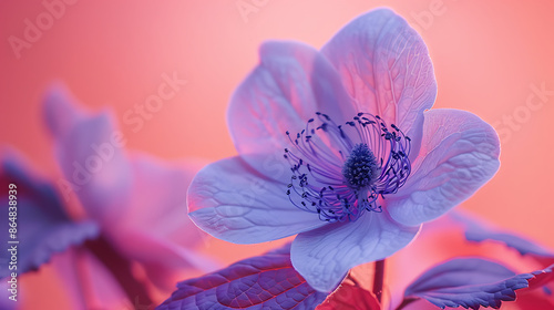 A purple flower with a pink background photo