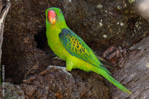 Nature wildlife bird of The blue-naped parrot also the blue-crowned green parrot on nest hole photo