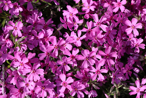 Bright pink subulate phlox. Groundcover plants © Natalia