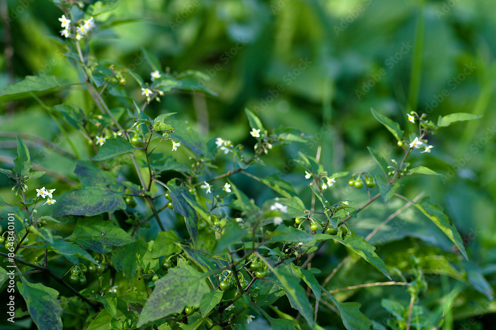 grass with dew drops grass with dew drops