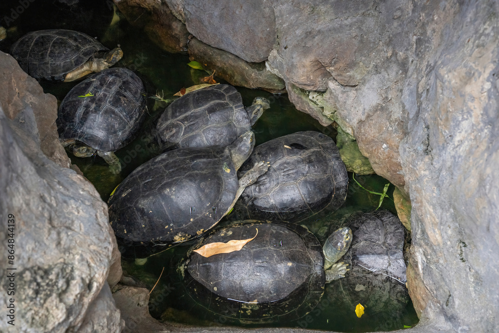 The turtles resting in the pond. The turtles resting in the pond.