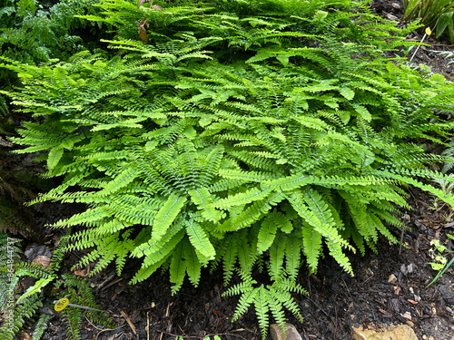 Peacock fern, Adiantum, pedatum