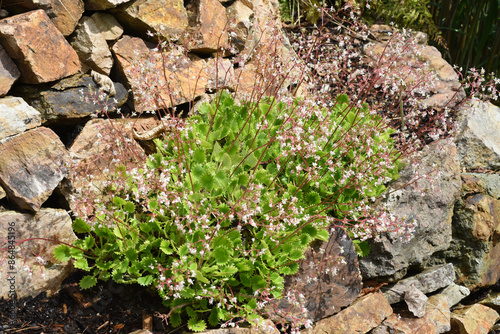 Canvas Print Saxifraga