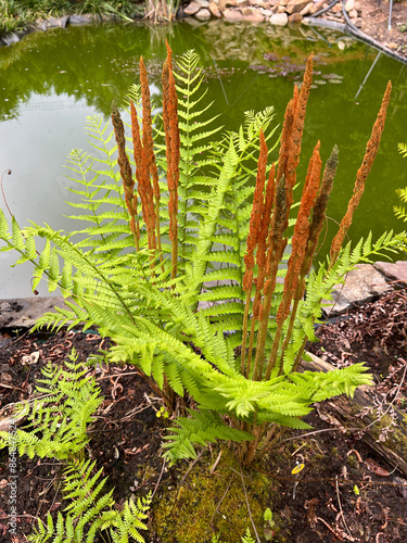 Osmundastrum; cinnamomeum