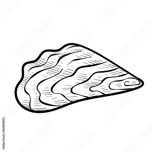 oysters handdrawn illustration