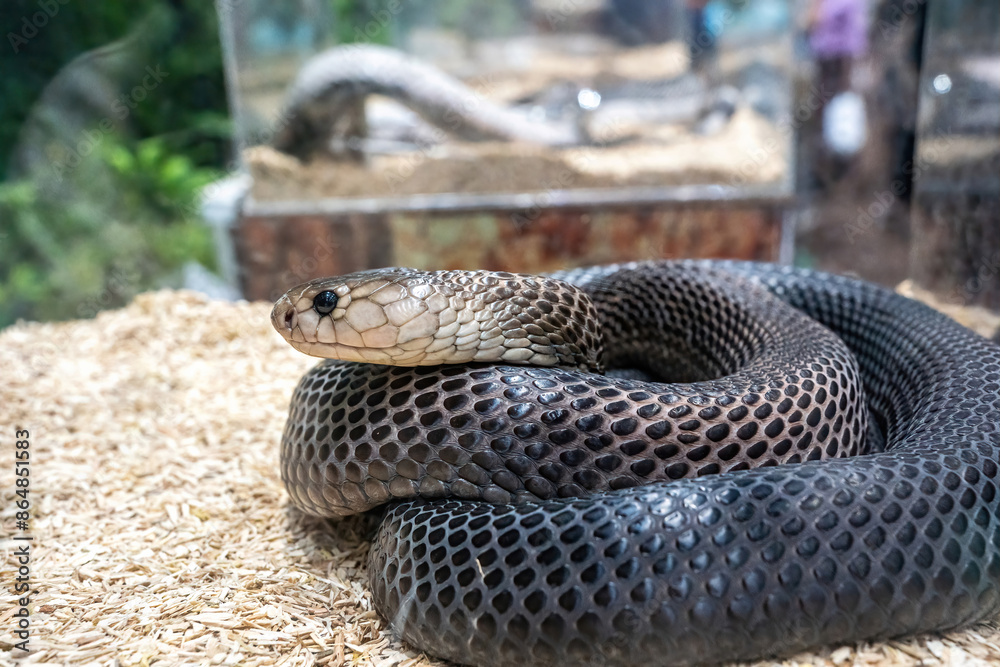 Obraz premium Snake in the acrylic cabinet waiting to be sold. It's a popular pet in Thailand.