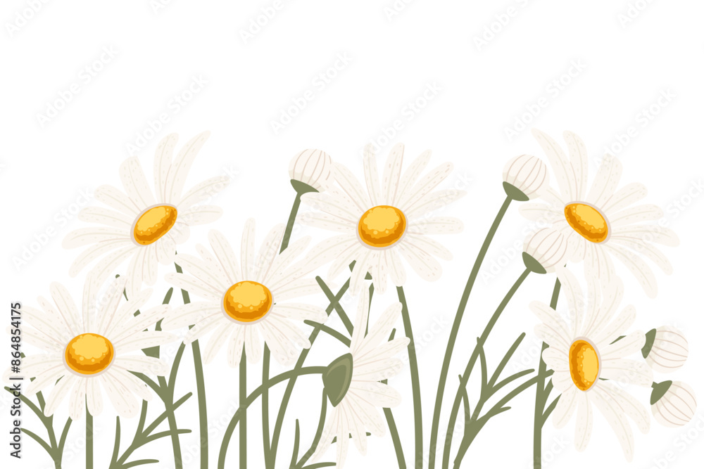 Obraz premium Chamomile flower in a row vector illustration isolated on white background