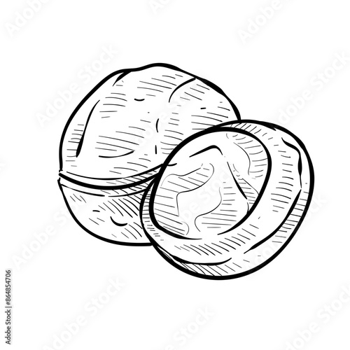 nuts handdrawn illustration
