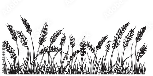 Hand drawn vector illustration of wheat. Isolated on white background.