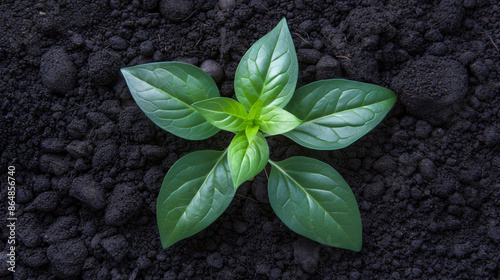 a green plant growing out of the ground