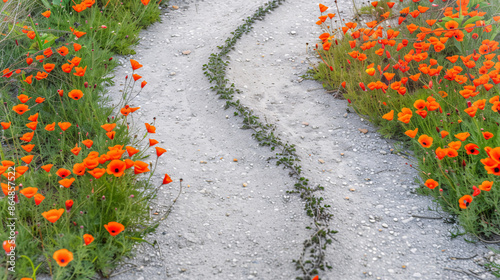 a path with orange flowers and plants
