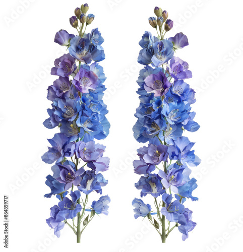 Two beautiful stalks of purple delphinium flowers in isolated on transparent background, showcasing vibrant petals in full bloom.