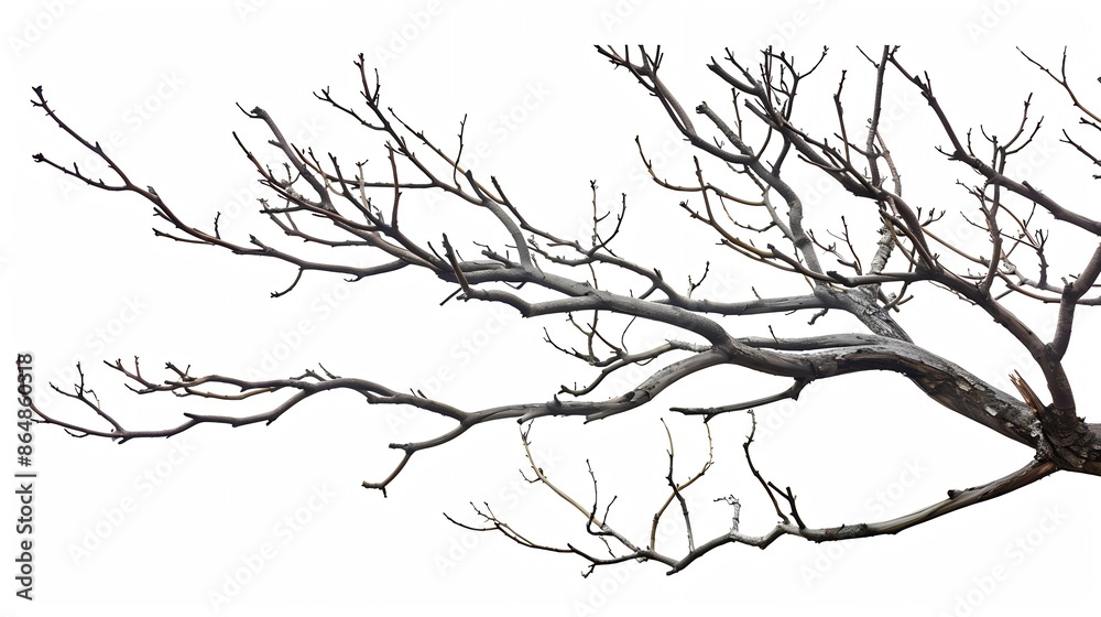 Branches Without Leaves Images Isolated White Background : Generative AI Branches Without Leaves Images Isolated White Background : Generative AI