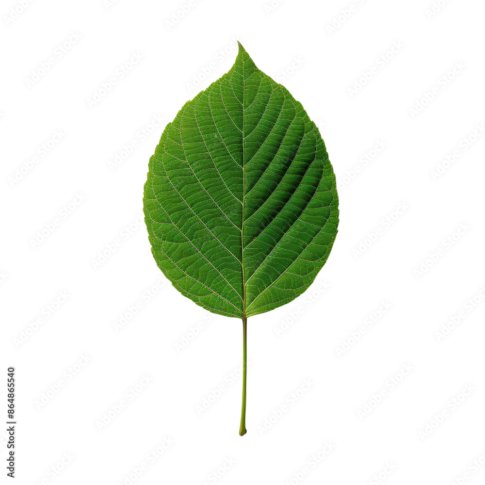A single, vibrant green leaf with prominent veins isolated against a black background.. PNG, transparent, white background A single, vibrant green leaf with prominent veins isolated against a black background.. PNG, transparent, white background