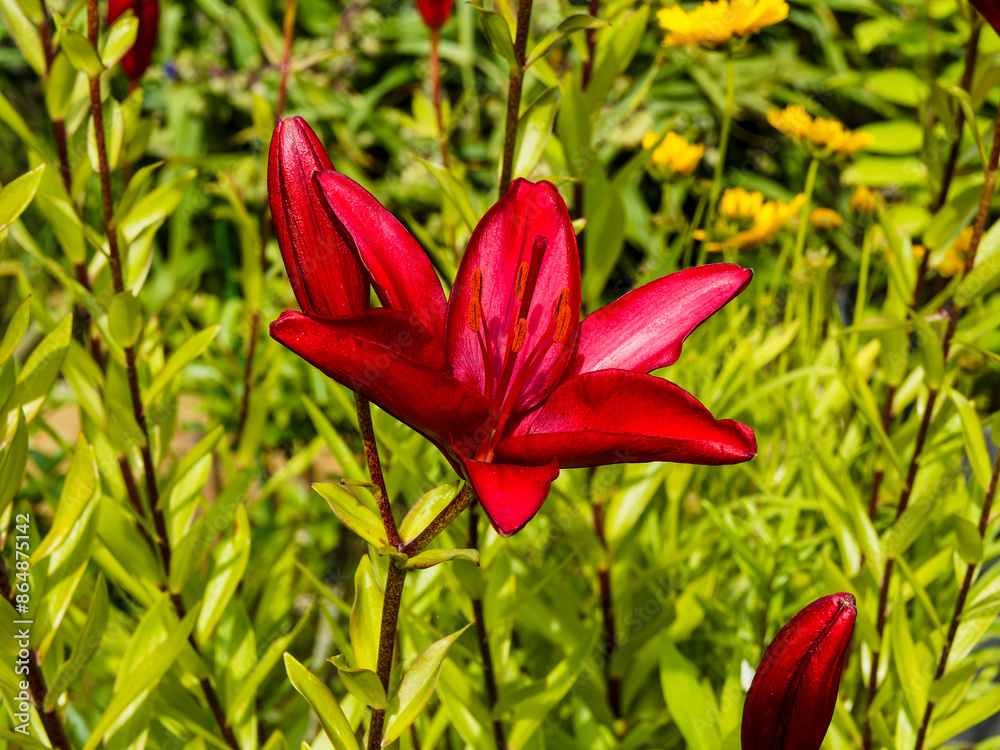 Asiatic lily 'red county'. (Lilium Asiaticus) Bold bright flowers with long petals tomato red atop erect stems dotted with elliptical, medium-green leaves
Asiatic lily 'red county'. (Lilium Asiaticus) Bold bright flowers with long petals tomato red atop erect stems dotted with elliptical, medium-green leaves