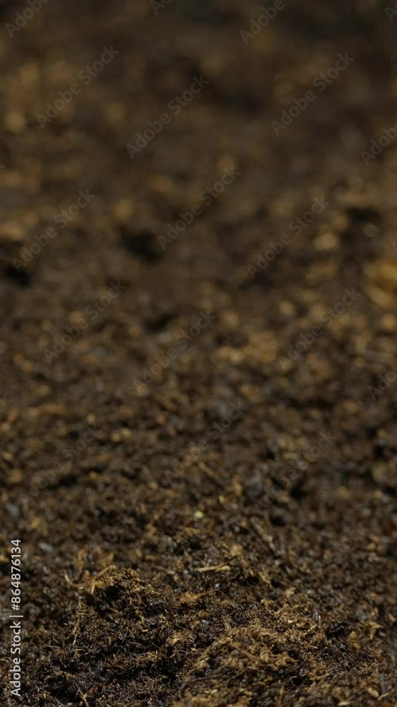 Growing seeds rising from soil vertical time lapse video. Growing seeds rising from soil vertical time lapse video.