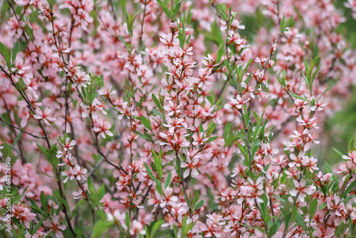 Closeup of blossoming branches of the dwarf almond - Prunus tenella - with beautiful pink flowers as a romantic springtime background photo