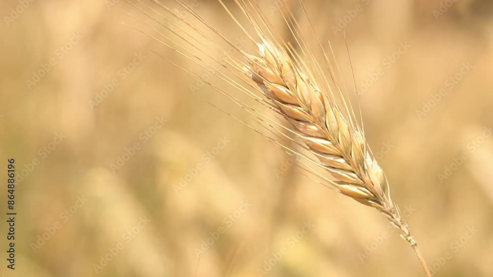 Cereal field, ears of corn close-up. Beautiful landscape of an agricultural field of rye or barley. Golden field on a sunny day. Background of ripening ears of corn in a field. Harvest concept Cereal field, ears of corn close-up. Beautiful landscape of an agricultural field of rye or barley. Golden field on a sunny day. Background of ripening ears of corn in a field. Harvest concept