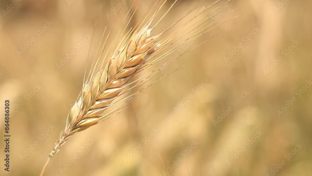 Cereal field, ears of corn close-up. Beautiful landscape of an agricultural field of rye or barley. Golden field on a sunny day. Background of ripening ears of corn in a field. Harvest concept Cereal field, ears of corn close-up. Beautiful landscape of an agricultural field of rye or barley. Golden field on a sunny day. Background of ripening ears of corn in a field. Harvest concept