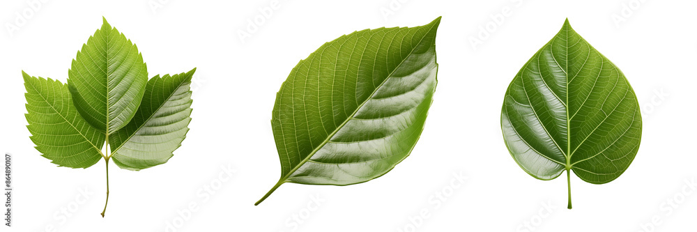 Obraz premium Green leaf isolated on transparent background