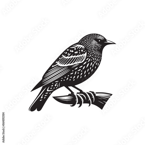 Starling Bird Vector Silhouette - Starling Bird Design - Starling Bird Illustration.