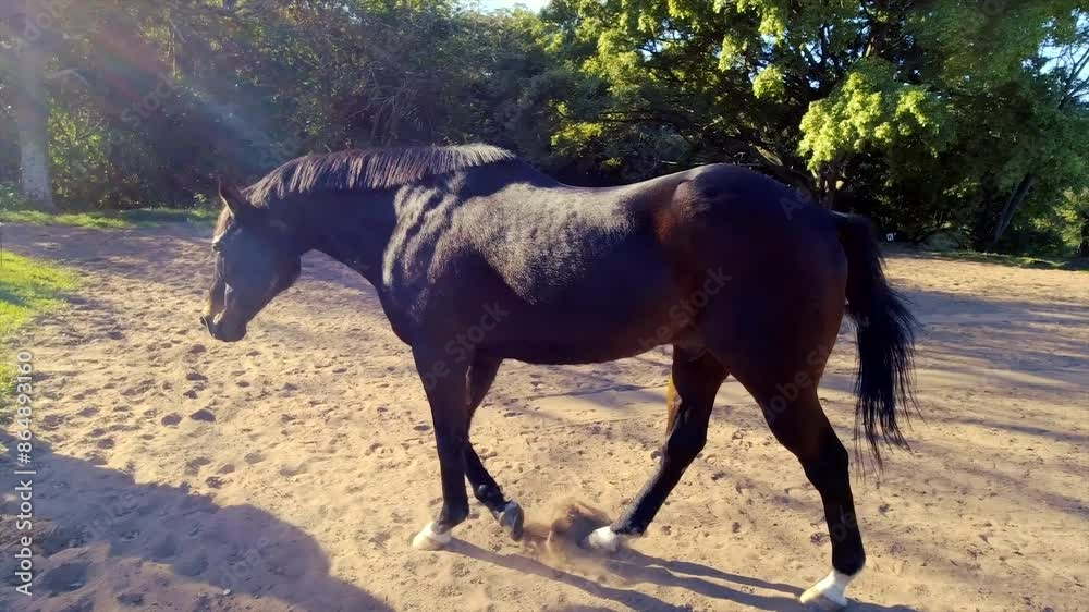Horses can be seen roaming, playing, and grazing in a spacious paddock surrounded by lush greenery in their stables at yellow wood park Durban Horses can be seen roaming, playing, and grazing in a spacious paddock surrounded by lush greenery in their stables at yellow wood park Durban