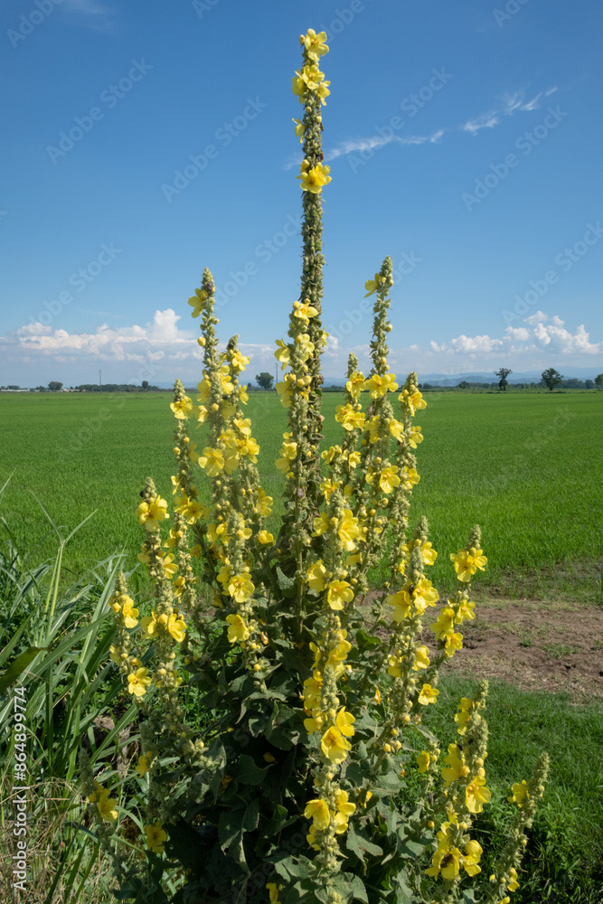 Verbascum thapsus Woolly Mullein