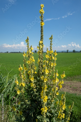 Obraz na płótnie Verbascum thapsus Woolly Mullein w salonie