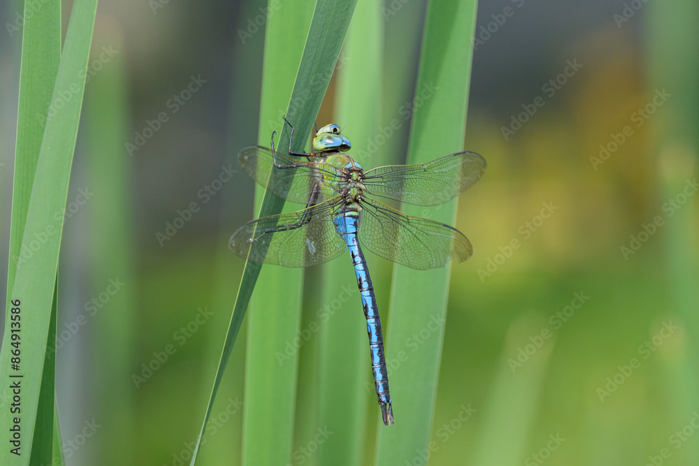 An emperor dragonfly resting on a plant An emperor dragonfly resting on a plant