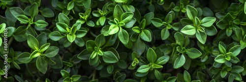 Wallpaper Mural Thyme texture background, thymus leaf banner, Thymus vulgaris pattern, fresh herbal leaves banner Torontodigital.ca
