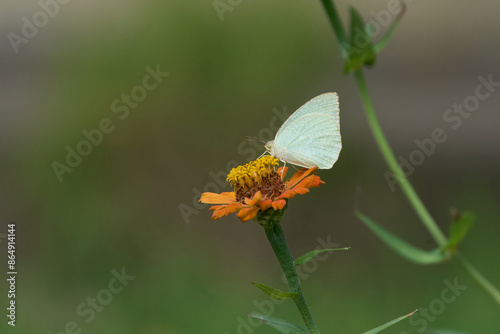 Catopsilia pyranthe, the mottled emigrant, is a butterfly of the family Pieridae found in south Asia, southeast Asia, and parts of Australia.
Shot in Bhagalpur, Bihar, India photo