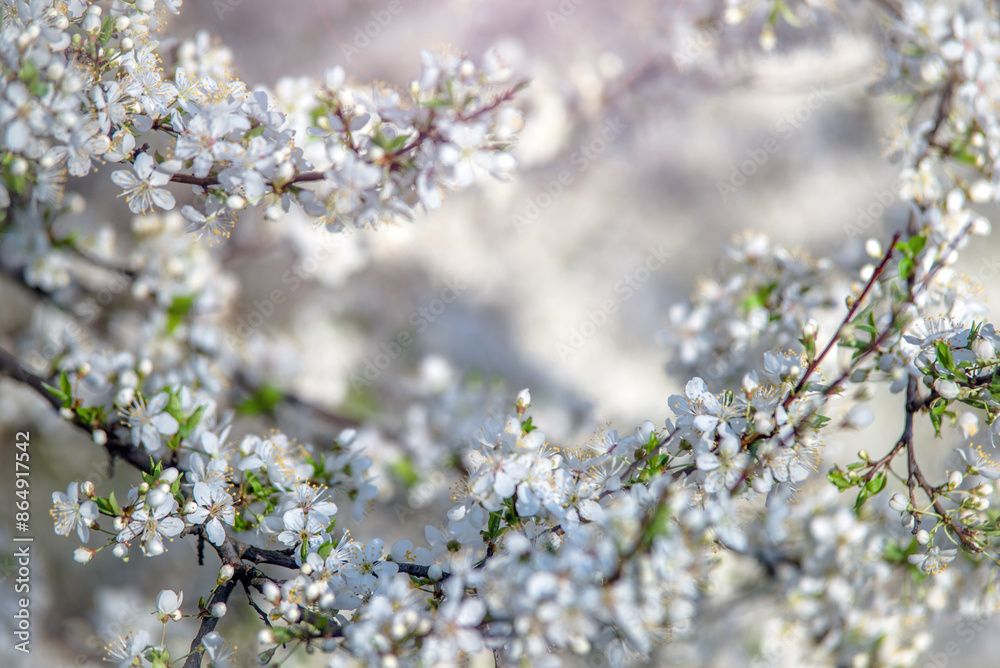 Cherry blossom branch in the garden in spring
Cherry blossom branch in the garden in spring